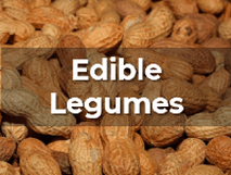 Ag Metrics Group - Edible Legume Research